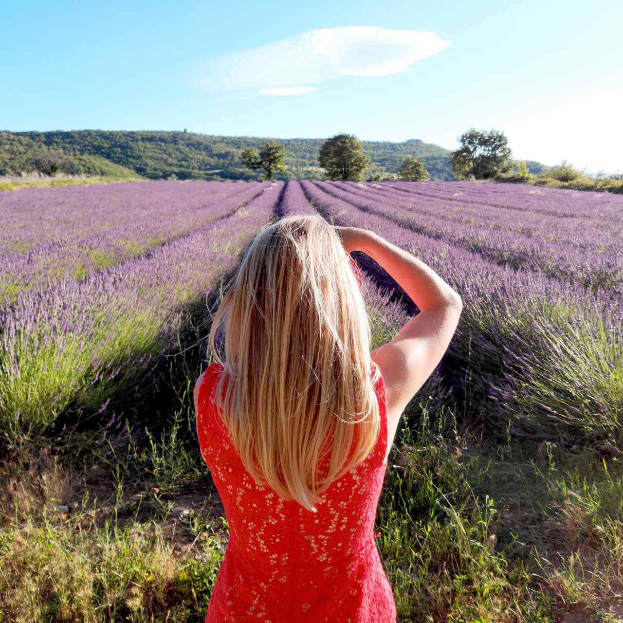 Provence-lavande