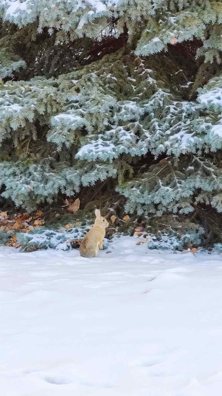 Fond ecran - Winter in Boulder